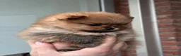 Pomeriaan honden te koop: Prachtige Pomeranian Dwergkees reutjes.  - Advertentie 6