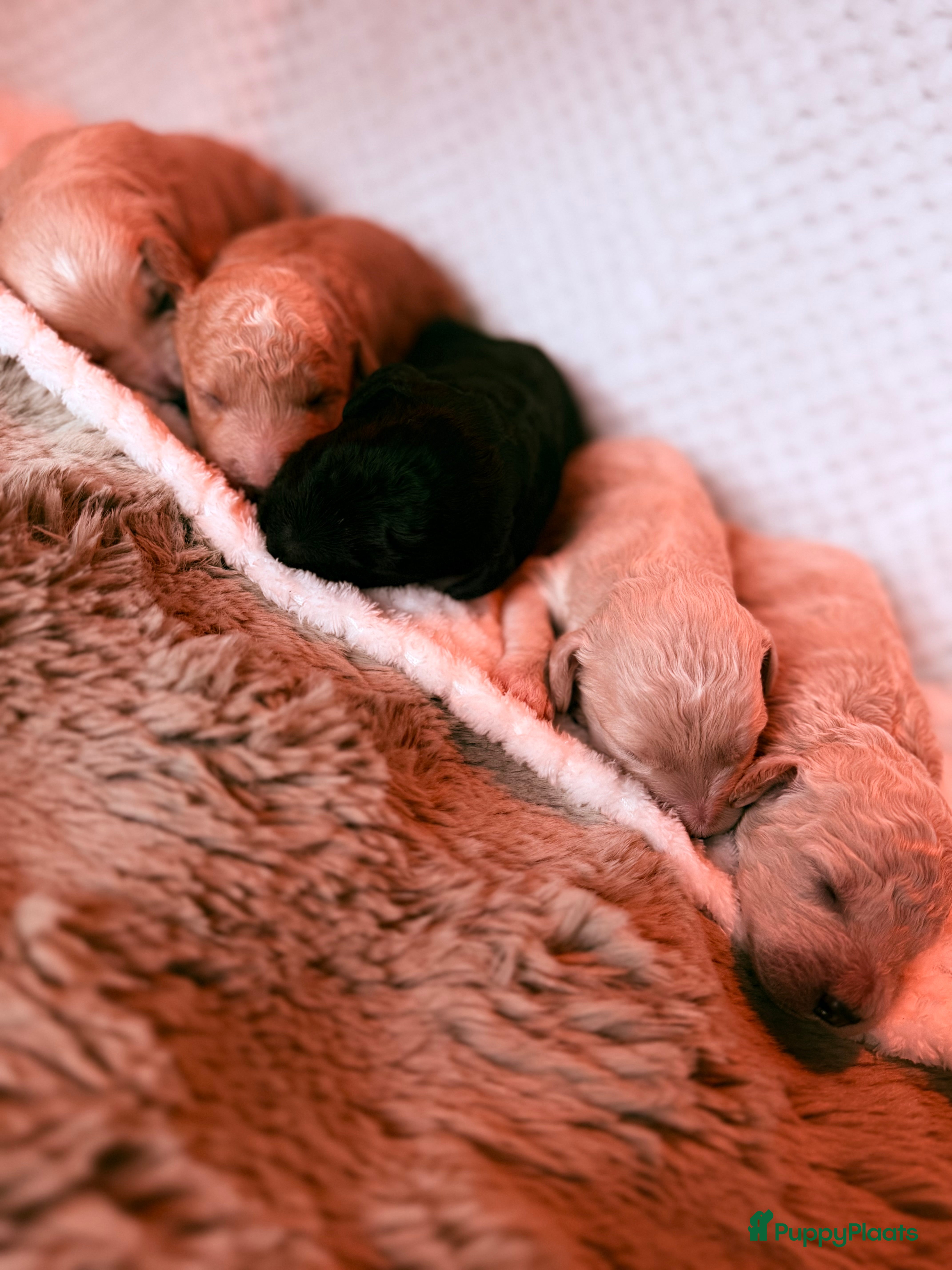 Australian Labradoodle honden Medium Cobberdog/Australian Labradoodles geboren! - Advertentie 1