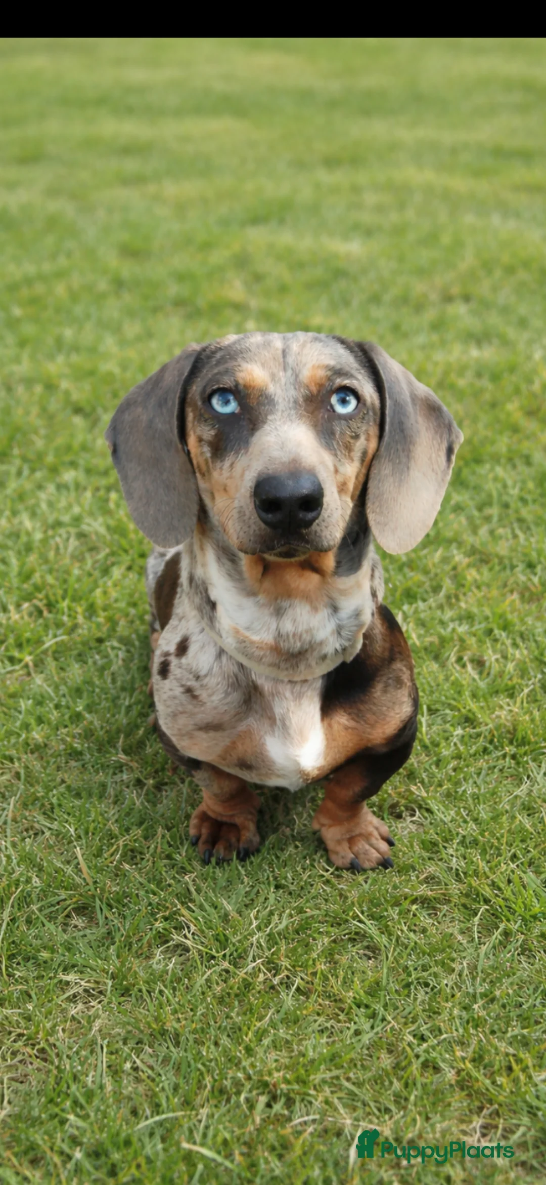 Teckel (korthaar)  honden te koop: Kaninchen x dwerg teckel puppies - Advertentie 13