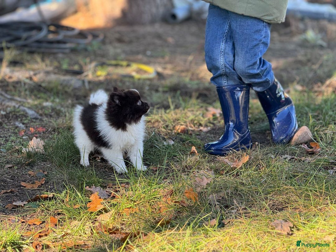 Pomeriaan honden te koop: 7 weken oude spitz puppy - Advertentie 4