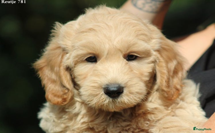 Goldendoodle honden - Advertentie 12