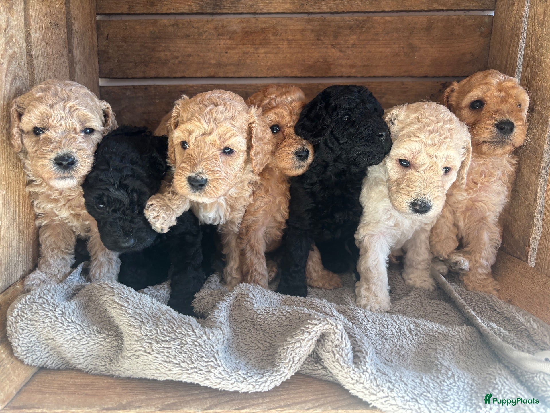 Kruising honden Australian Labradoodle multigen mini/medium - Advertentie 3