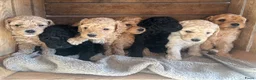 Kruising honden te koop: Australian Labradoodle multigen mini/medium - Advertentie 1