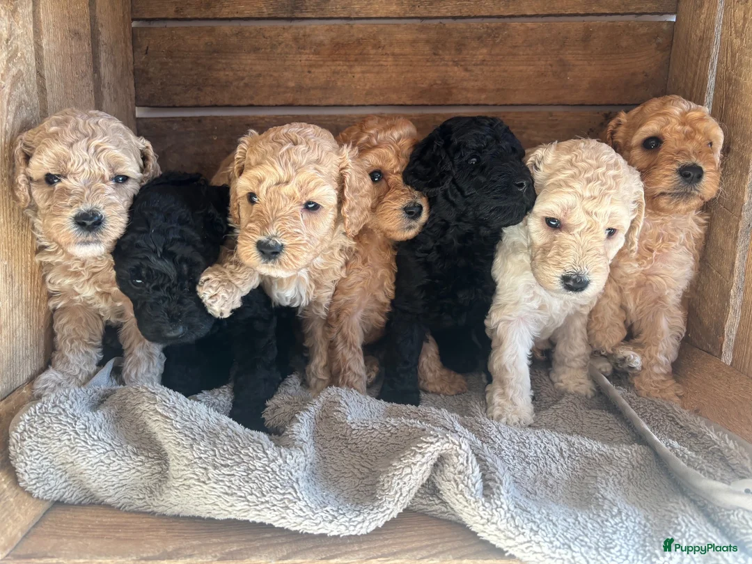 Kruising honden te koop: Australian Labradoodle multigen mini/medium - Advertentie 1