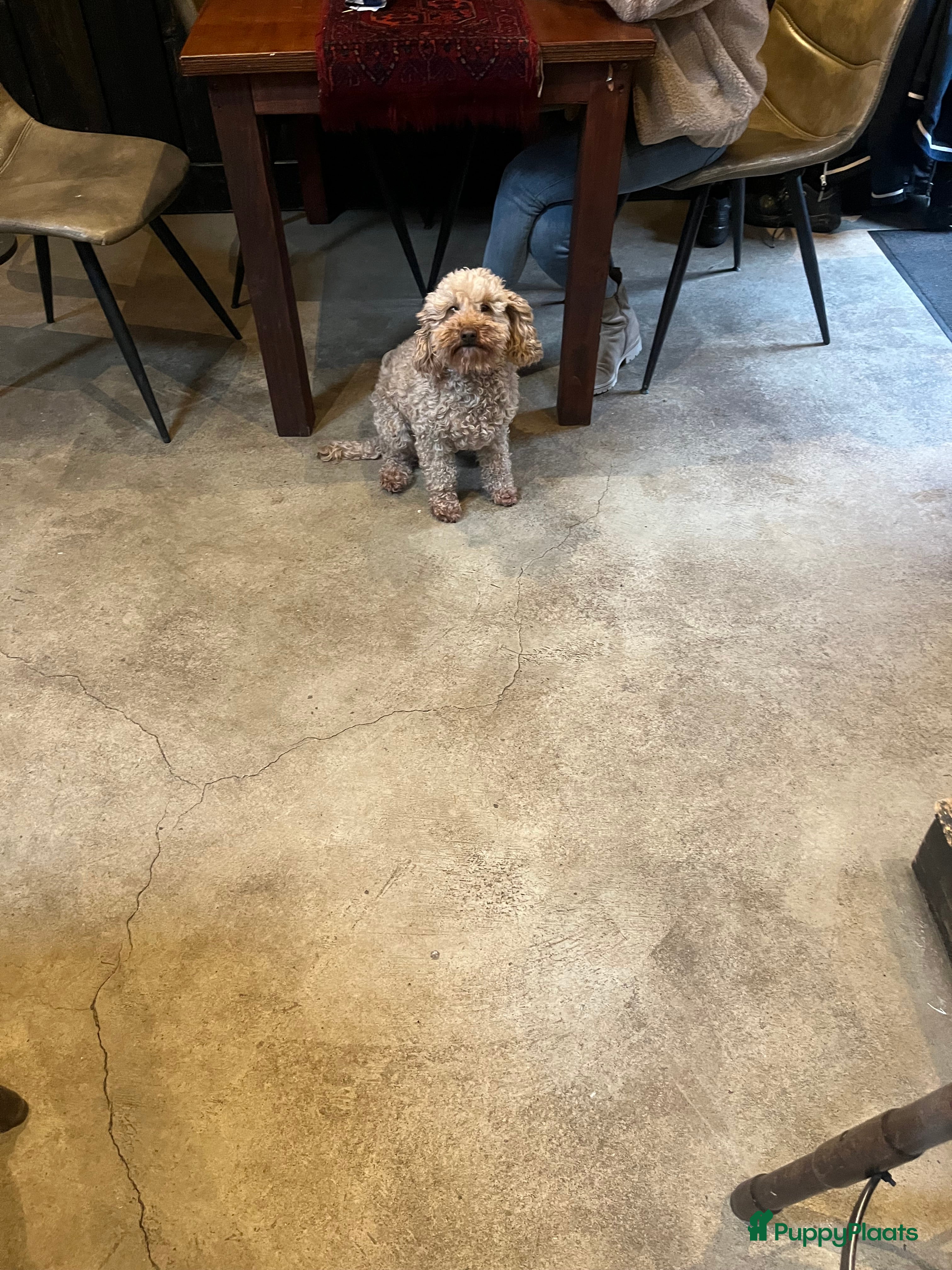 Kruising honden Mini labradoodle  - Advertentie 1