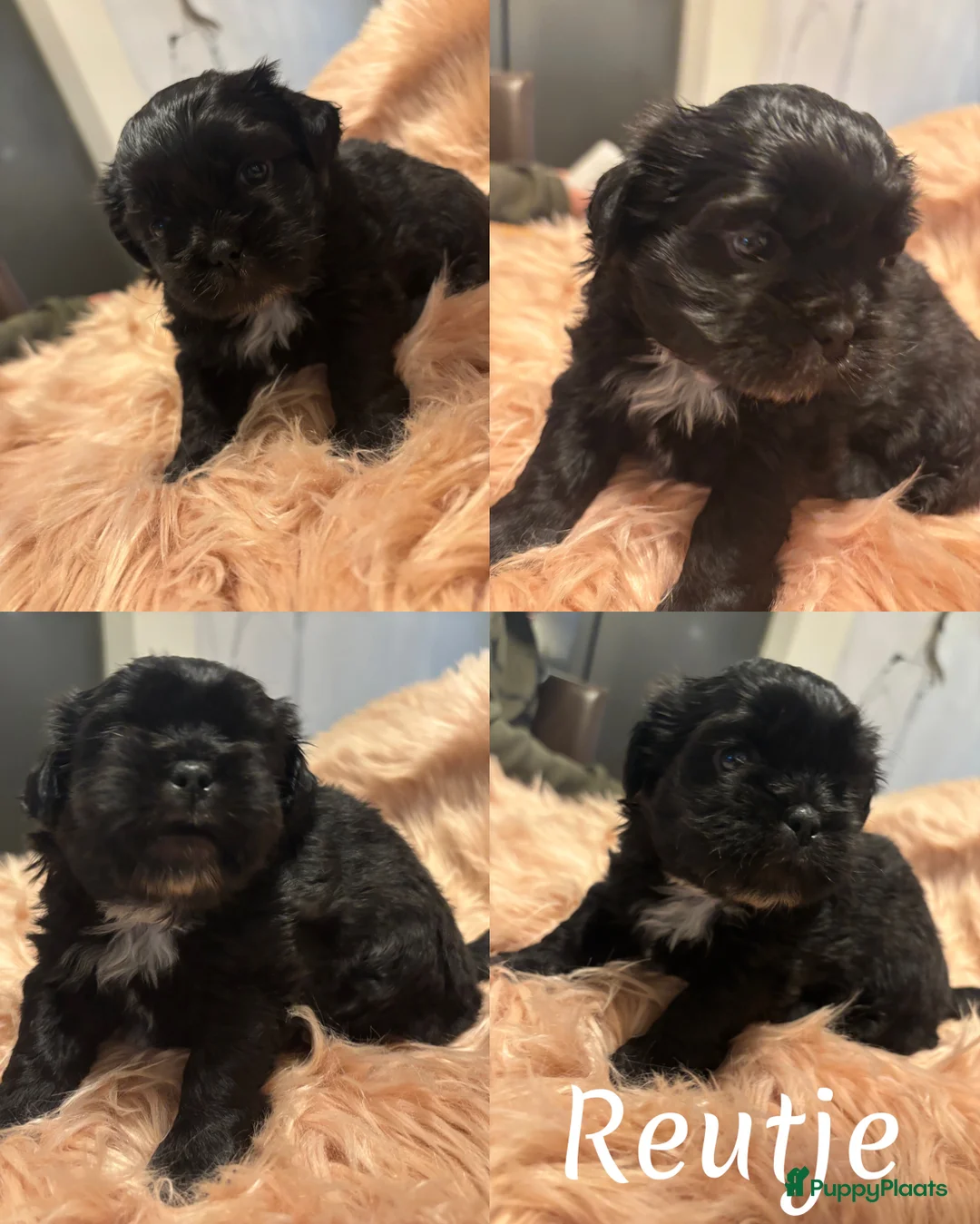 Shih Tzu honden te koop: Shih Tzu pups in Tilburg - Advertentie 4