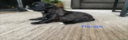 Shihpoo honden te koop: Prachtige shihpoo pups 1 reutje en 4 teefjes - Advertentie 4