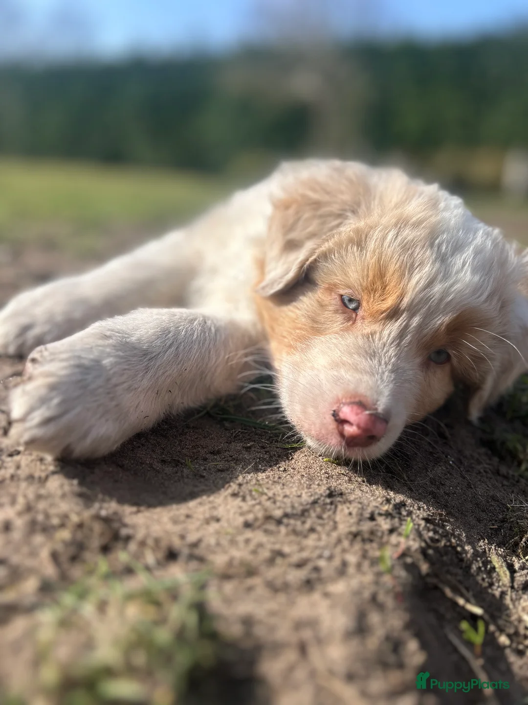Australian Shepherd honden te koop: 100% raszuivere Australian Sheperd pups - Advertentie 1