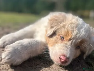 Australian Shepherd honden 100% raszuivere Australian Sheperd pups - Advertentie 3