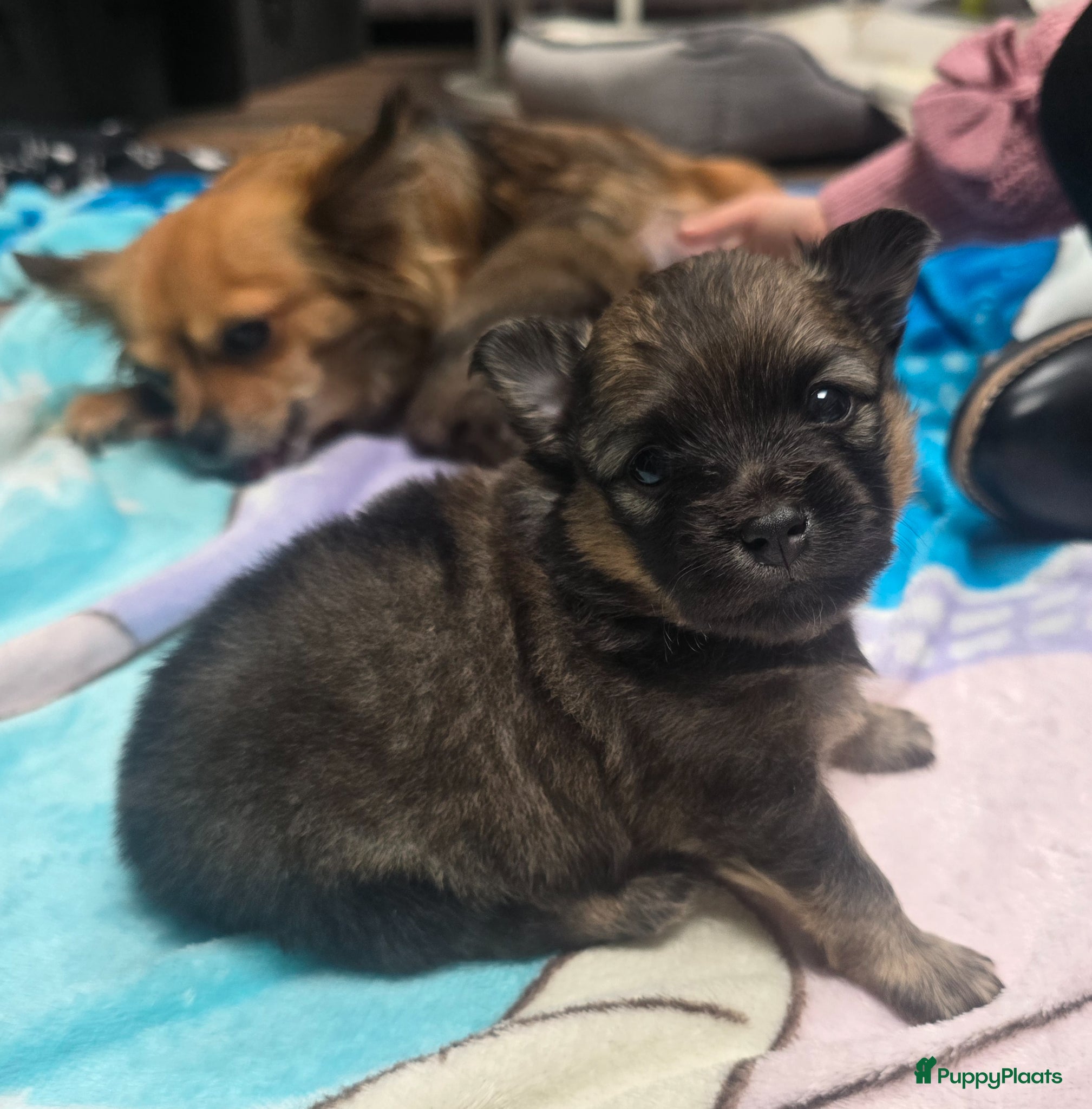 Pomchi honden Pomchi reutje te koop - Advertentie 2