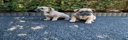 Franse Bulldog honden te koop: Vrolijke Franse Bulldog pups met stamboom. - Advertentie 6