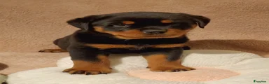 Rottweiler Puppy 5