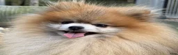 Pomeriaan honden te koop: dwergkees/pomeriaan pups met FCI stamboom - Advertentie 8