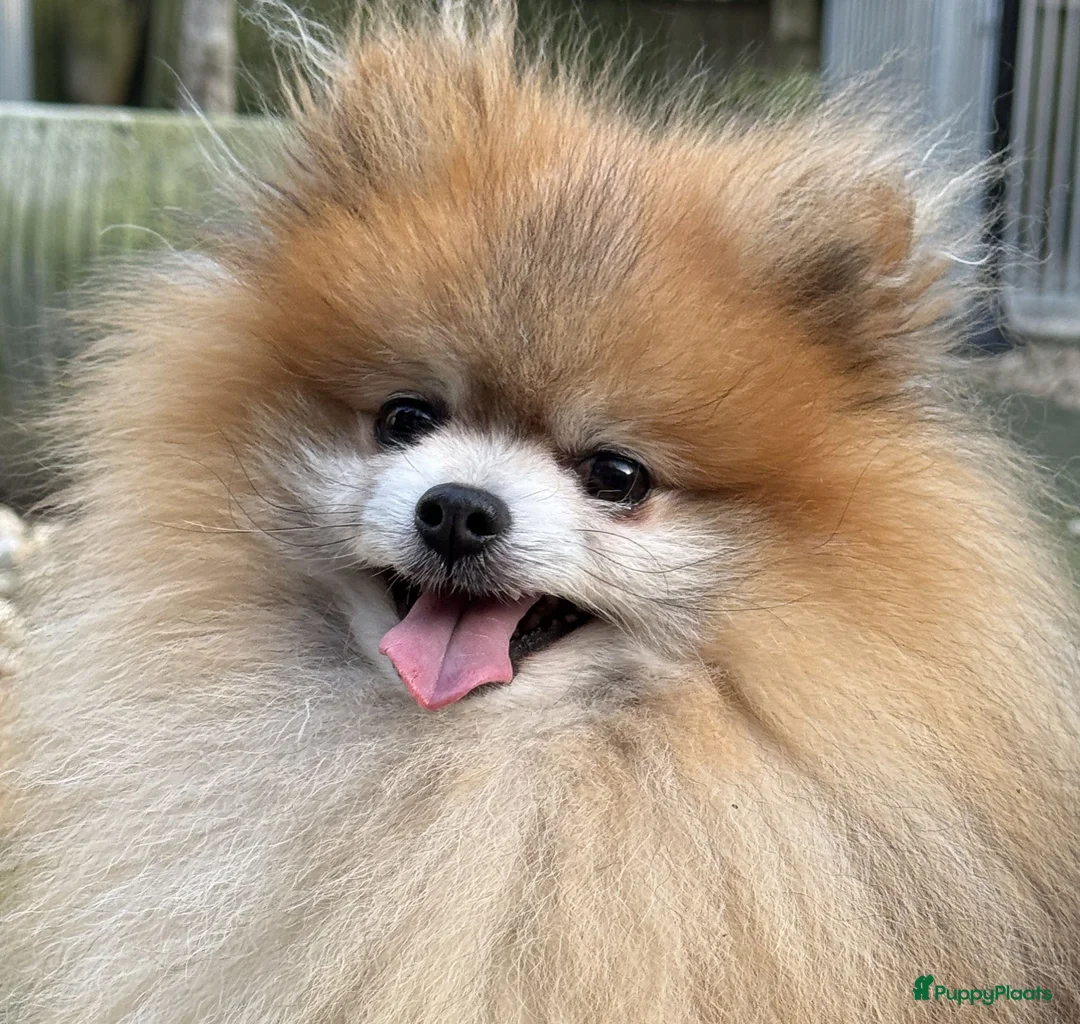 Pomeriaan honden te koop: dwergkees/pomeriaan pups met FCI stamboom - Advertentie 8