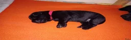 Labrador Retriever honden te koop: Hallo Labrador liefhebber  in Berkhout - Advertentie 10