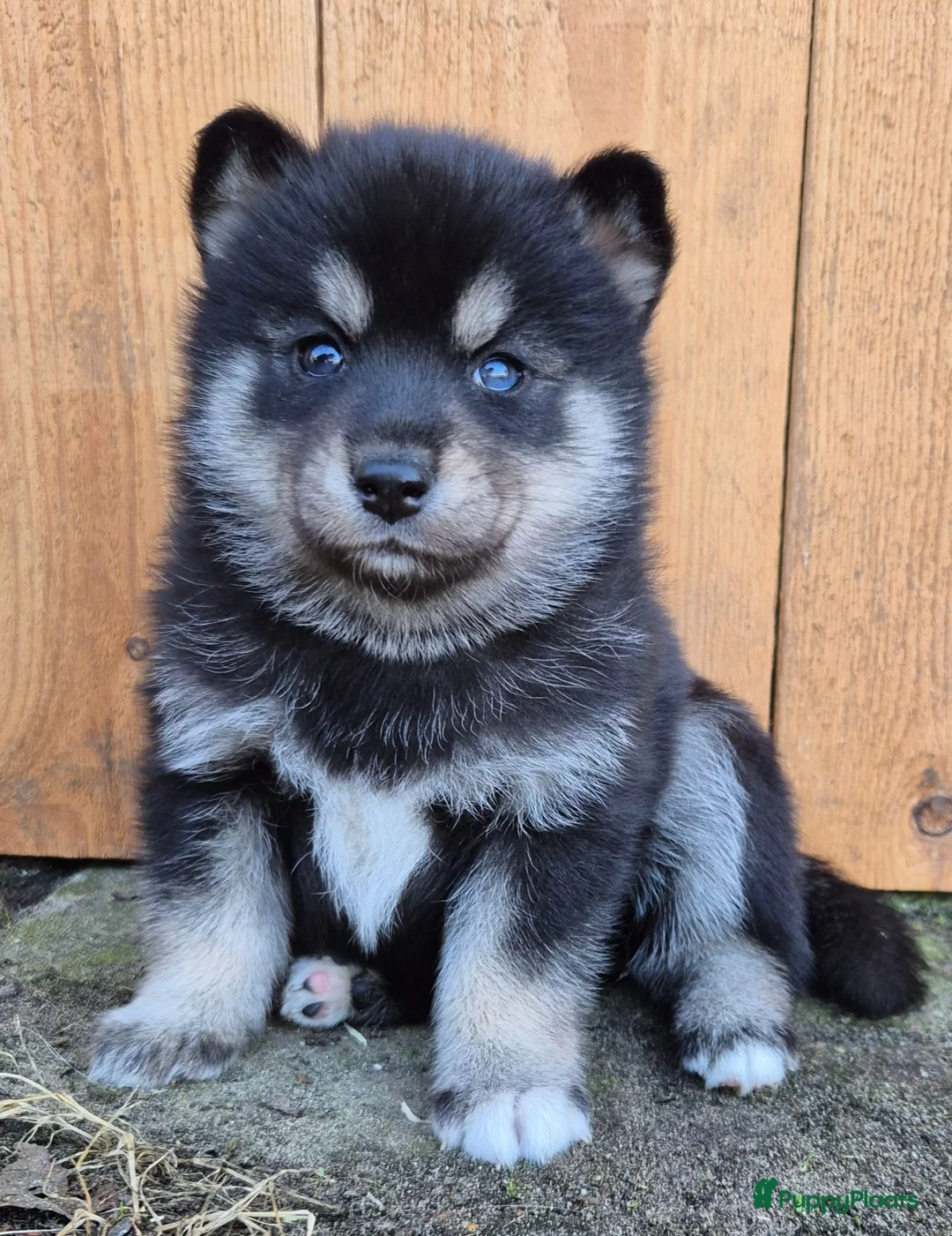 Kruising honden te koop: Pomsky (3/4) x Shiba inu (1/4) pups - Advertentie 2
