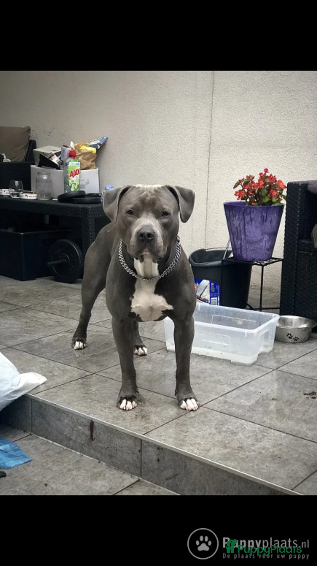 American Staffordshire Terriër honden ter dekking: Dekreu Amstaff (40KG) in Breda - Advertentie 6