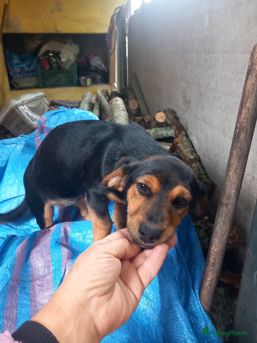 Kruising honden te koop: 2 italiaanse lieverds zoeken een familie - Advertentie 7