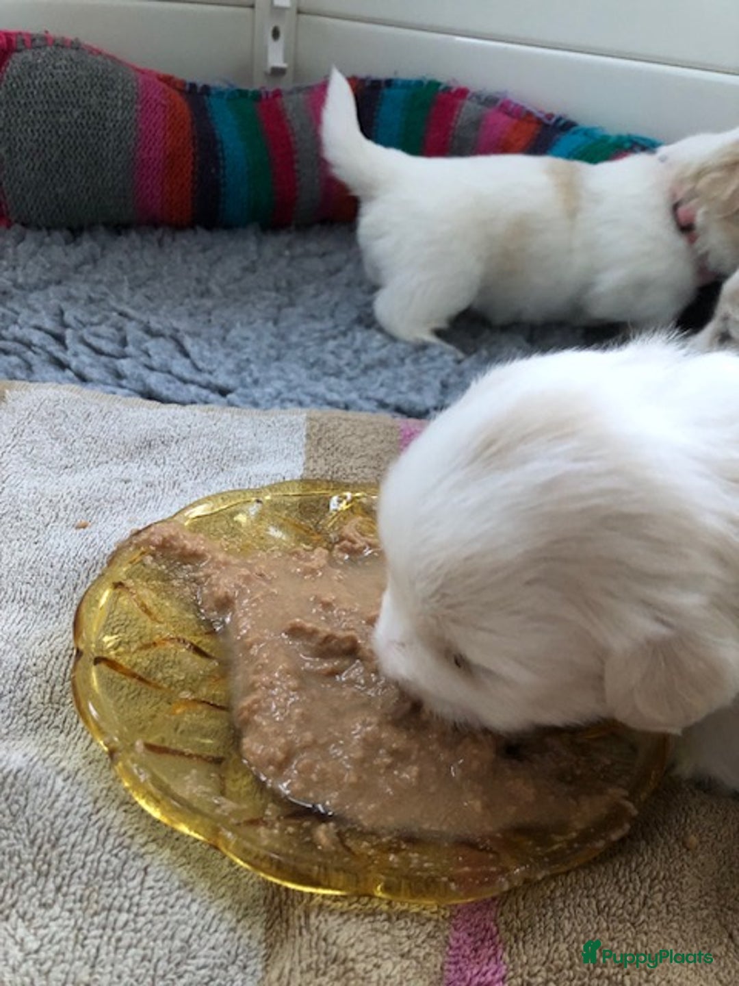 Coton De Tuléar honden te koop: Coton de Tulear pups  - Advertentie 4