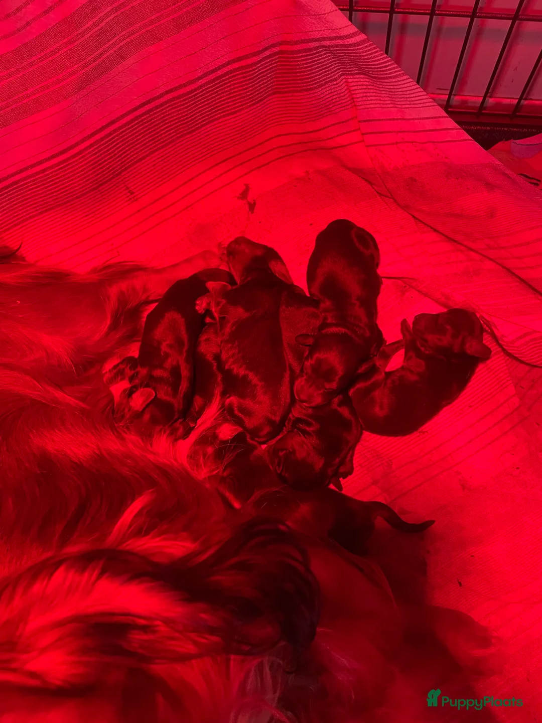 Teckel (langhaar) honden te koop: Leuke standaard langharige teckelpups - Advertentie 11