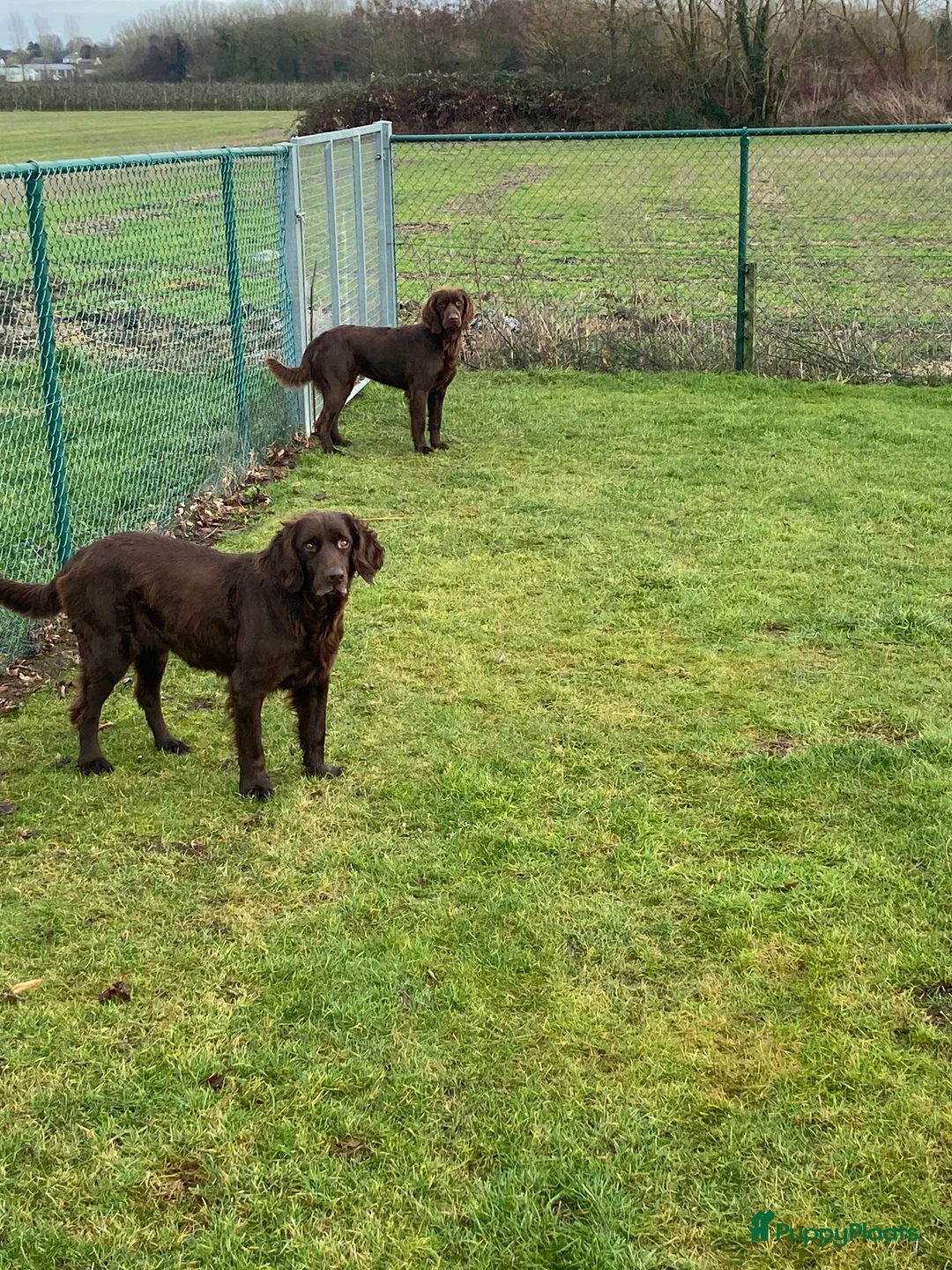 Duitse Staande Hond Langhaar honden te koop: Duitse staande langhaar pups - Advertentie 1