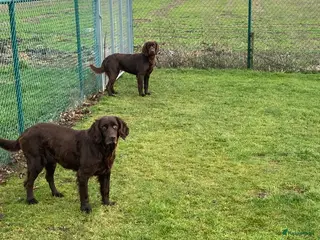 Duitse Staande Hond Langhaar honden Duitse staande langhaar pups - Advertentie 2