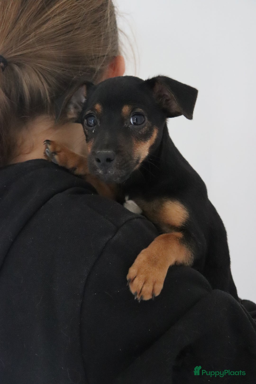 Jack Russel Terriër honden te koop: lieve Jack Russel pups  - Advertentie 15