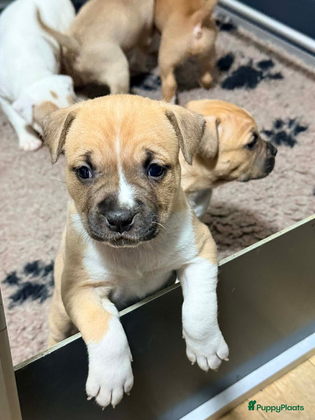 American Staffordshire Terriër honden te koop: American staffordshire terriër pups met stamboom - Advertentie 5