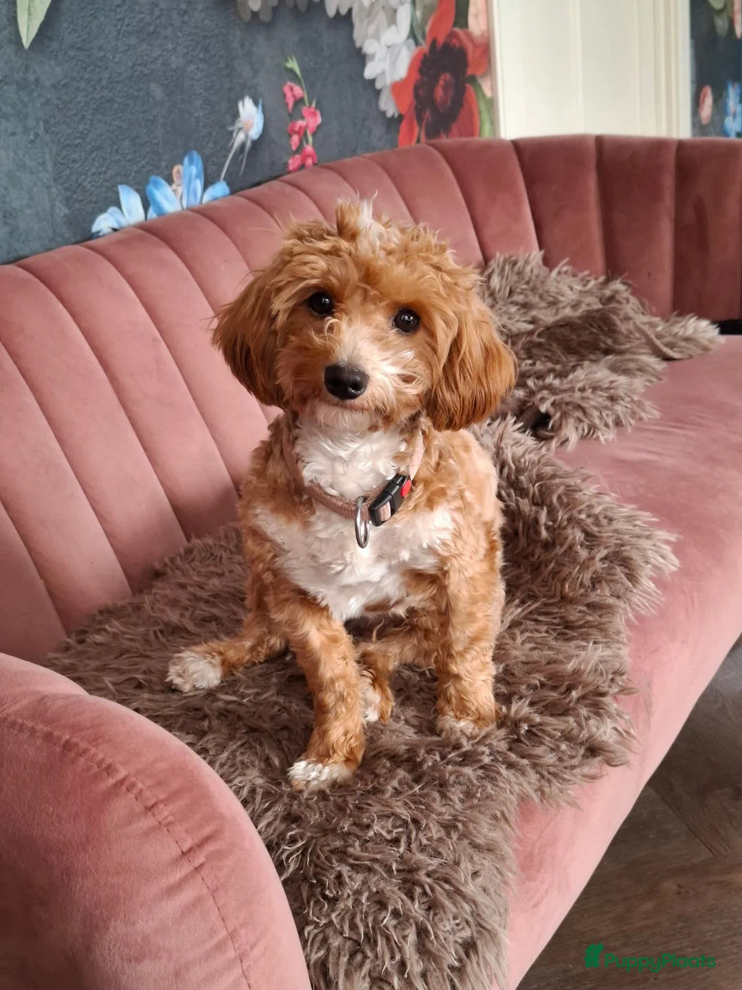 Kruising honden te koop: Onze Labradoodle mini Roxy in verwachting  - Advertentie 2