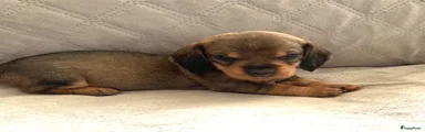 Parel, teefje