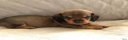 Ruwhaar Teckel honden te koop: Prachtige Standaard Ruwhaar Teckelpuppy’s ,  - Advertentie 8