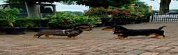 Ruwhaar Teckel honden te koop: Mooie gezonde standaard ruwhaar pups in Apeldoorn - Advertentie 3