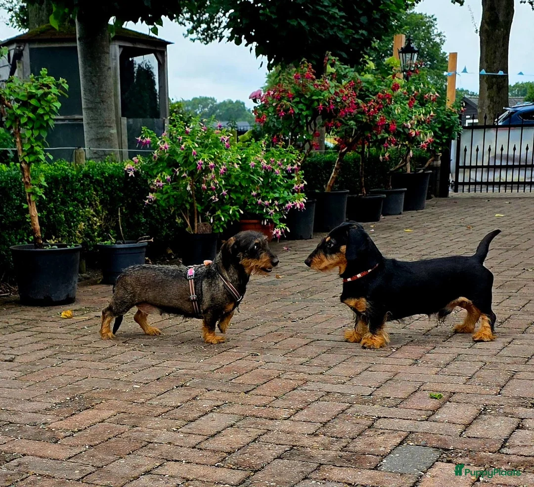Ruwhaar Teckel honden te koop: Mooie gezonde standaard ruwhaar pups in Apeldoorn - Advertentie 3