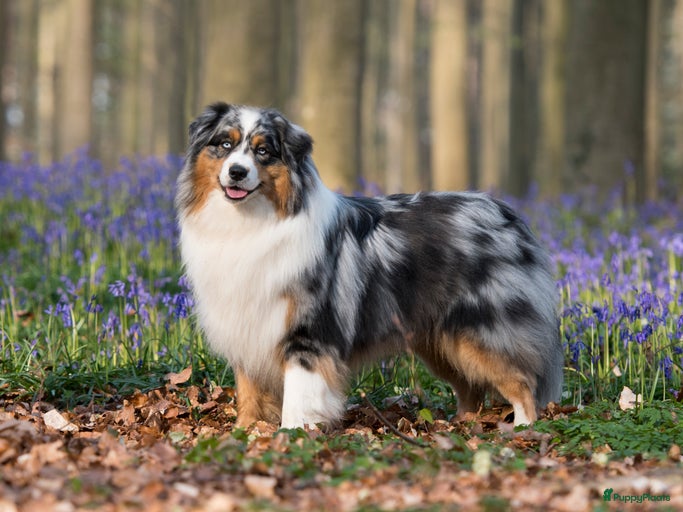 Galerij afbeelding {{count}}