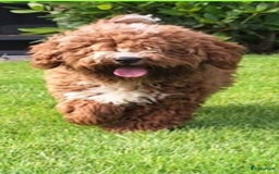 Australian Labradoodle honden te koop: Puppy's op zoek naar baasje - Afbeelding 7