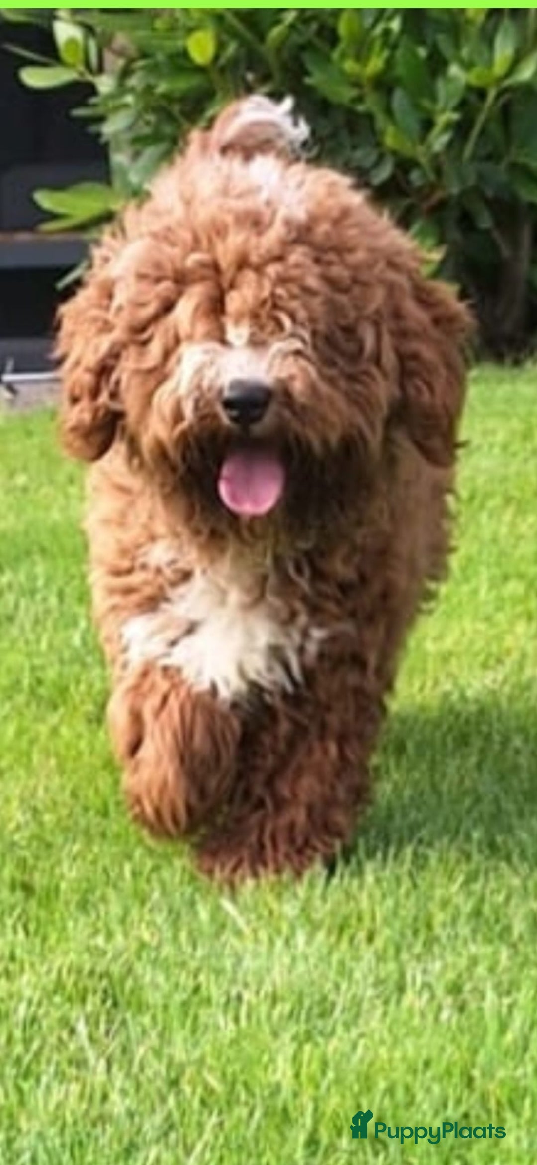 Australian Labradoodle honden te koop: Puppy's op zoek naar baasje - Afbeelding 7