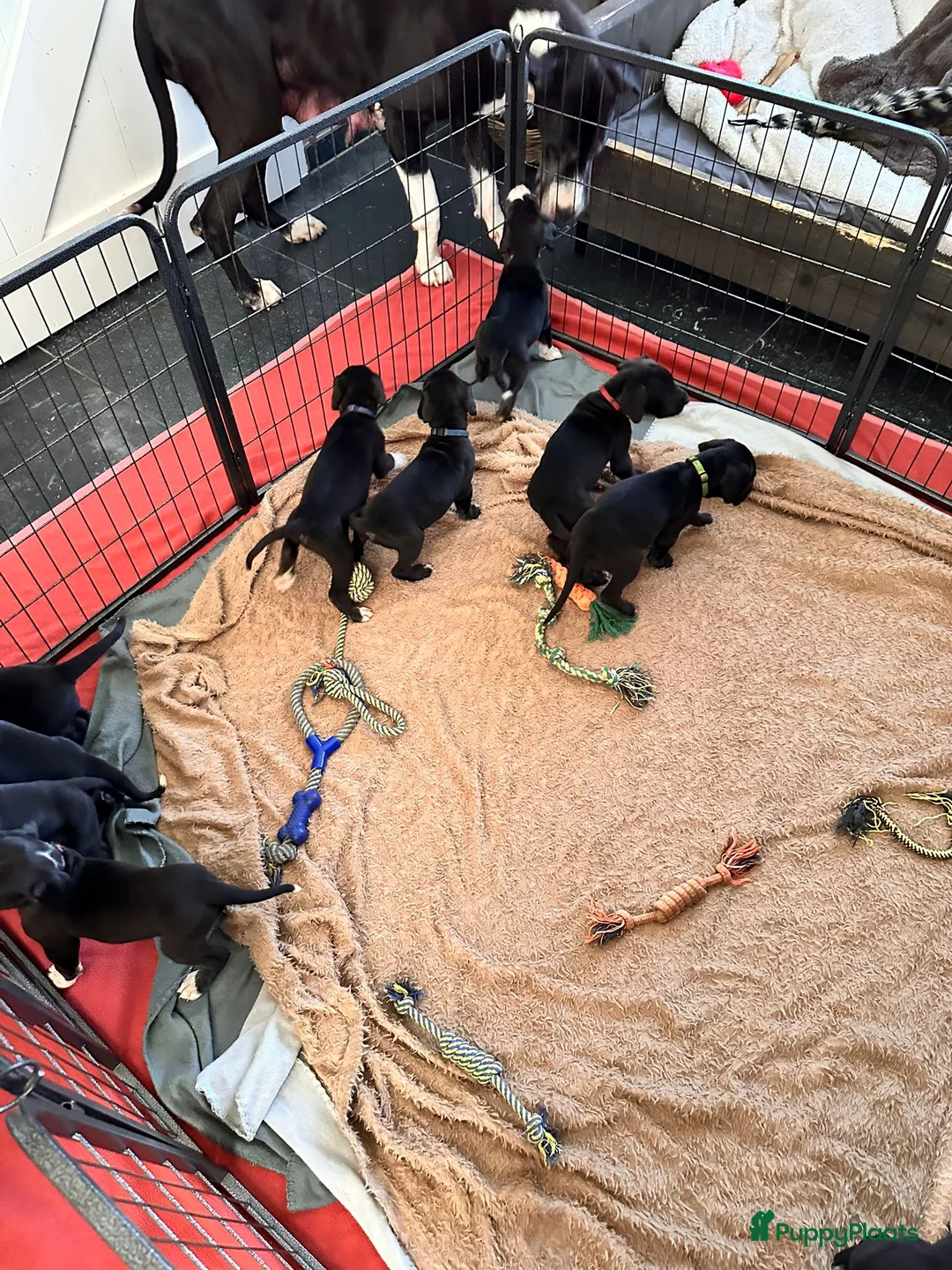 Duitse Dog honden te koop: Duitse Dog Pups - Advertentie 1