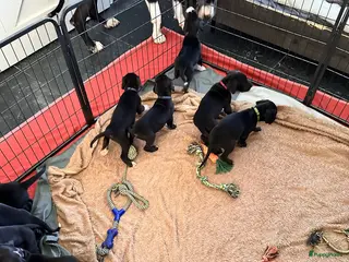 Duitse Dog honden Duitse Dog Pups - Advertentie 17