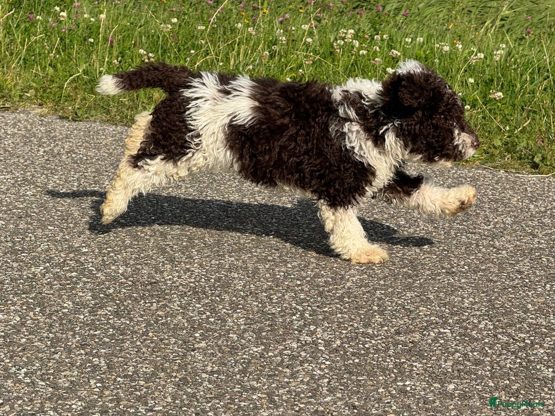 Spaanse Waterhond honden te koop: Spaanse Waterhond pups - Afbeelding 14