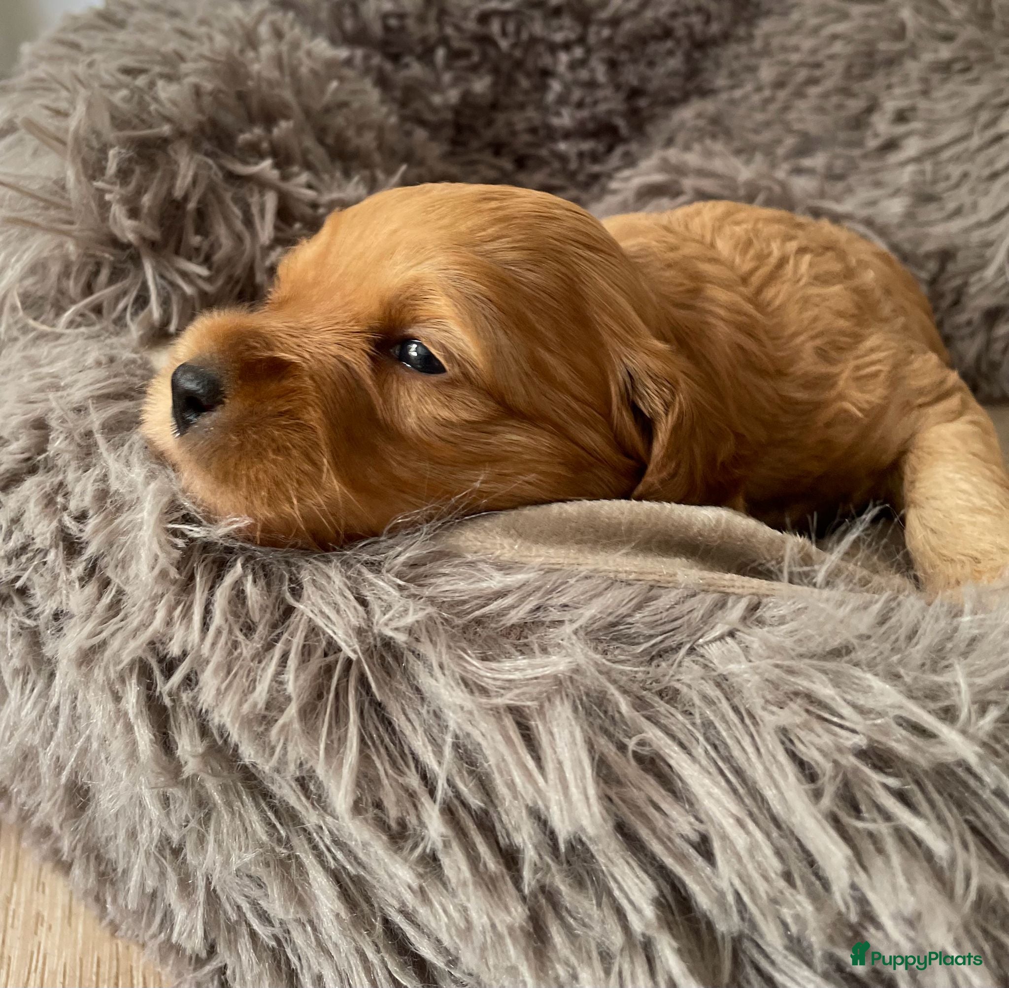 Australian Labradoodle Puppy 4