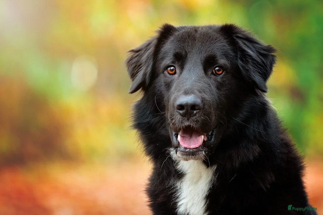 Kruising honden te koop: Labrador weimaraner/Labrador herder pups - Advertentie 17
