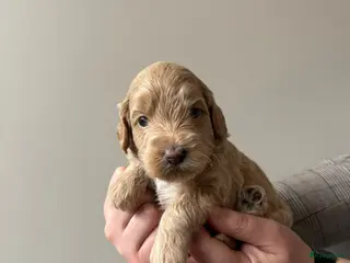 Kruising honden Labradoodle pups - Advertentie 5