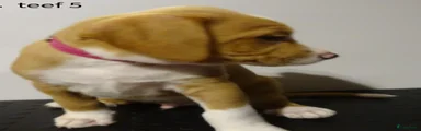 Kruising Puppy 4