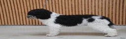 Barbet honden te koop: Liva -lief, zelfverzekerd en altijd in voor actie! - Advertentie 3