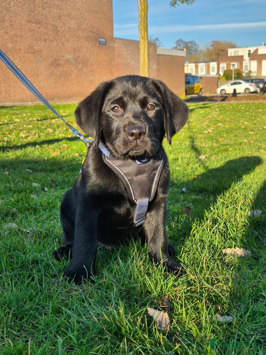 Labrador Retriever honden te koop: Labrador Retriever reu pup - Advertentie 1