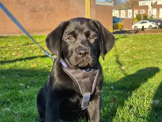 Labrador Retriever honden Labrador Retriever reu pup - Advertentie 5