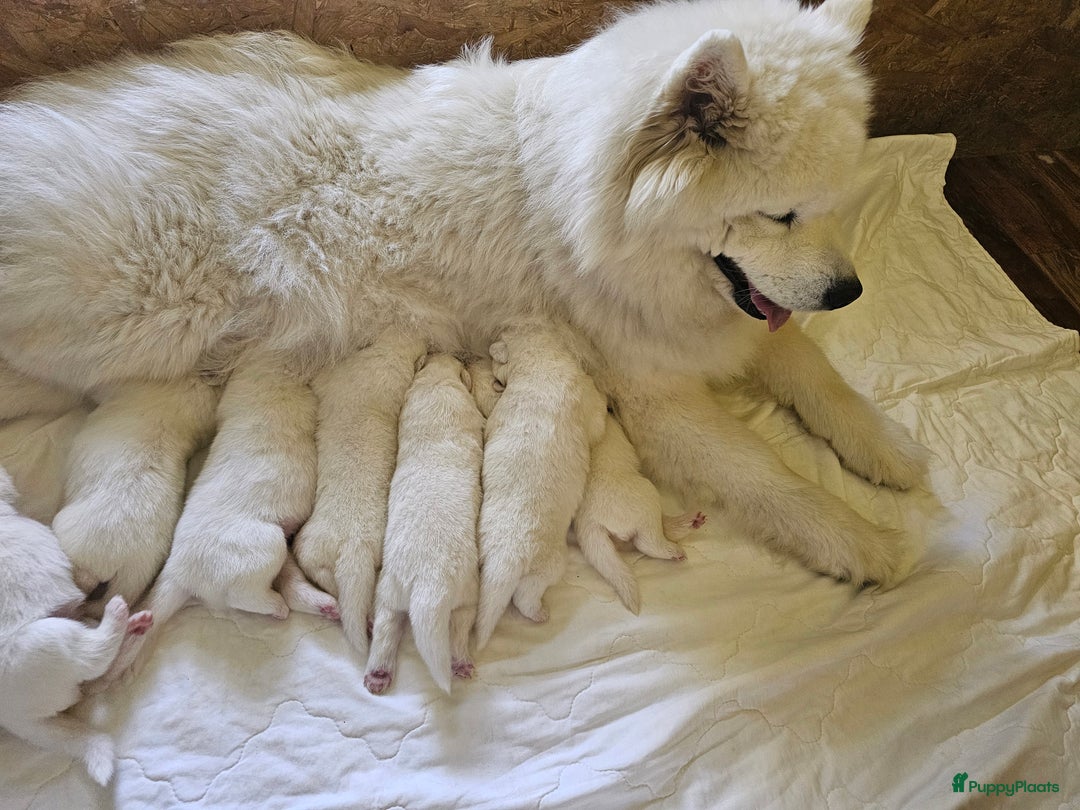 Samojeed honden te koop: Samoyed puppies from titled parents (FCI) - Afbeelding 5