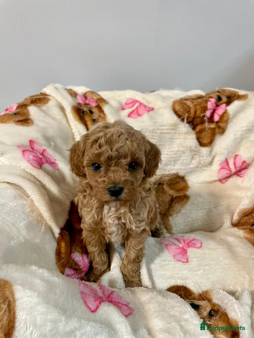 Poedel Toy honden te koop: 4 Prachtige Toy poedel teefjes - Advertentie 6