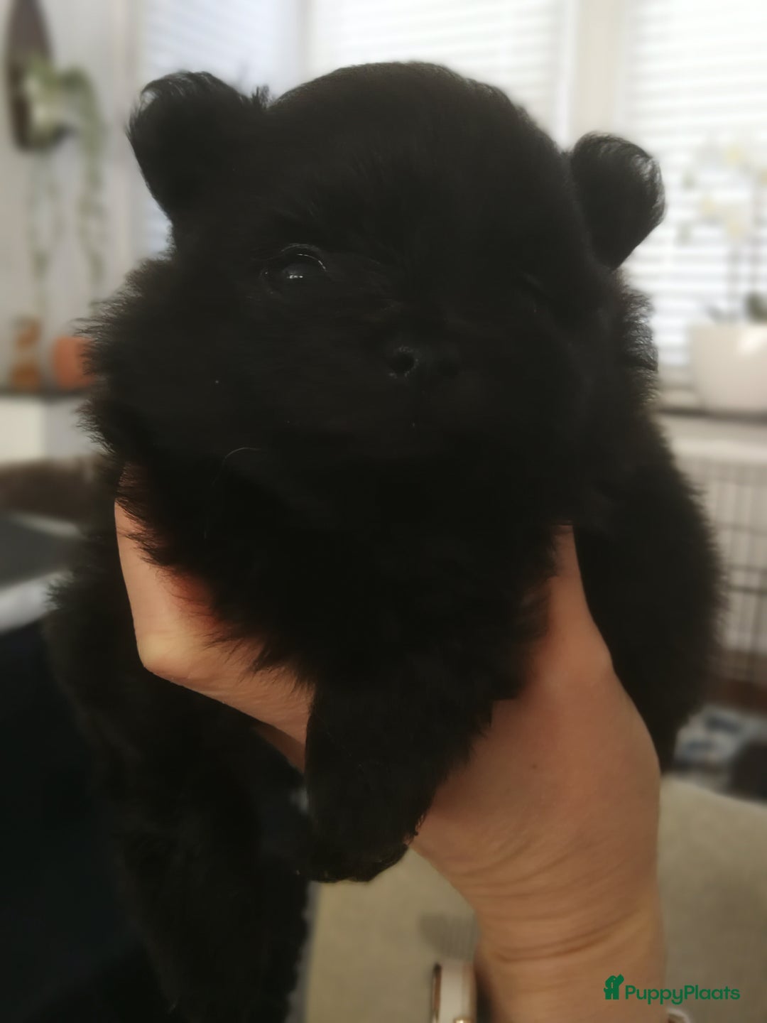 Pomeriaan honden te koop: Speels & Lief Pomeriaan Reutje en Teefje! - Advertentie 11