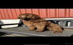 Labradoodle honden te koop: Medium choco doodles met Australian bloed - Afbeelding 4